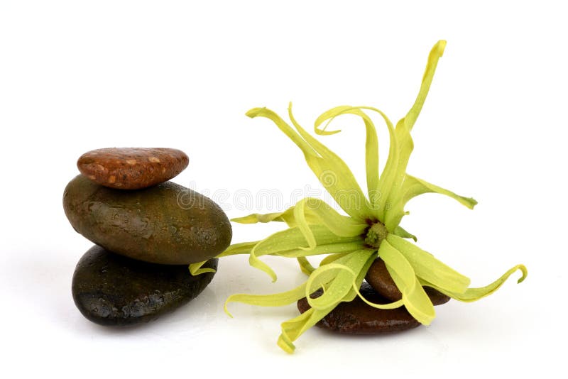 Dwarf Ylang-Ylang, Ilang.-Ilang, Cananga fruticosa stock image Dwarf Ylang-Ylang, Ilang.-Ilang, Cananga fruticosa stock image
