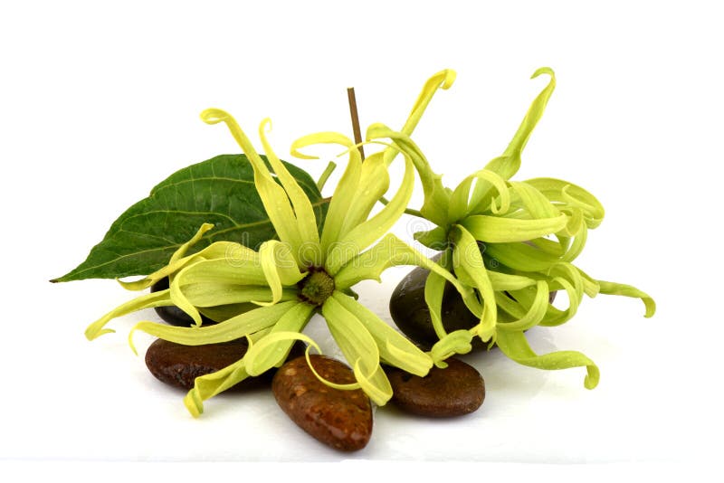 Dwarf Ylang-Ylang, Ilang.-Ilang, Cananga fruticosa stock photography Dwarf Ylang-Ylang, Ilang.-Ilang, Cananga fruticosa stock photography