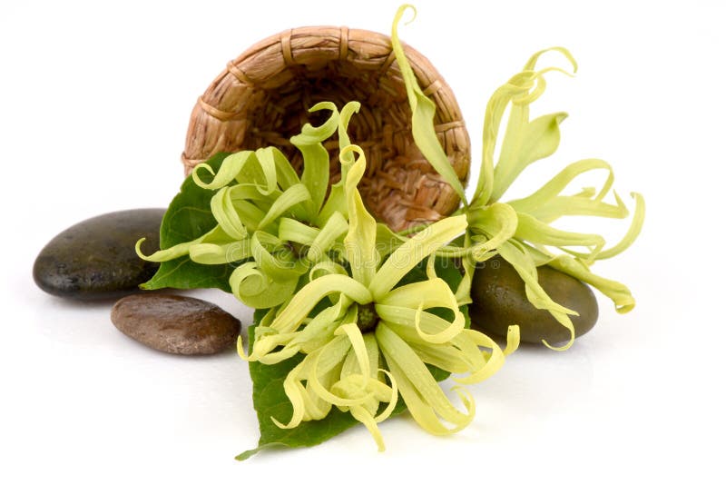 Dwarf Ylang-Ylang, Ilang.-Ilang, Cananga fruticosa stock images Dwarf Ylang-Ylang, Ilang.-Ilang, Cananga fruticosa stock images