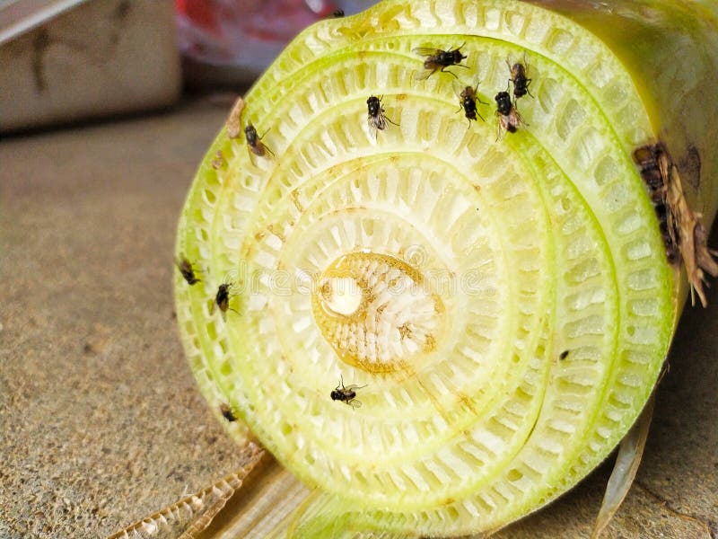 Dwarsdoorsnede van het merg van de banaansteel met vlieg stock afbeelding Dwarsdoorsnede van het merg van de banaansteel met vlieg stock afbeelding