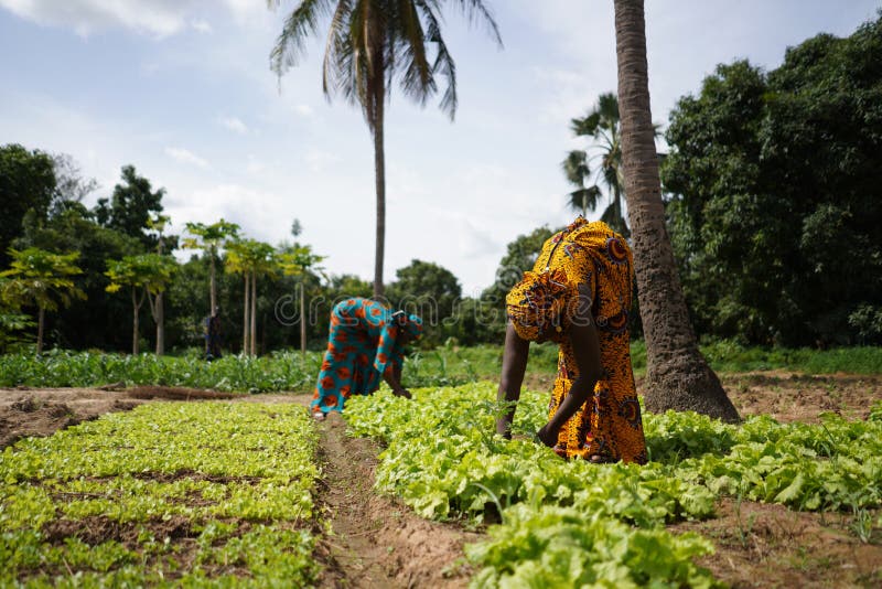 Two Women Farmers Weeding A Salad Garden In A West African Rural Community, candid photo of real African children in a natural village environment. Two Women Farmers Weeding A Salad Garden In A West African Rural Community, candid photo of real African children in a natural village environment