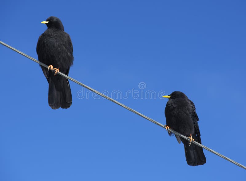 Two crows on a wire on the Jungfraujoch, Bernese Alps, Switzerland. Two crows on a wire on the Jungfraujoch, Bernese Alps, Switzerland