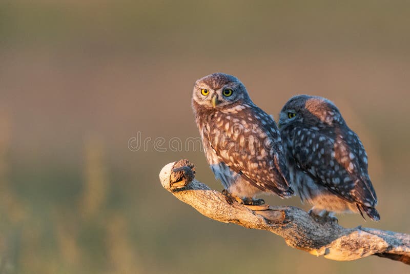 Two Little Owl Athene noctua, a young owl sits on a stick in a beautiful light. Two Little Owl Athene noctua, a young owl sits on a stick in a beautiful light.