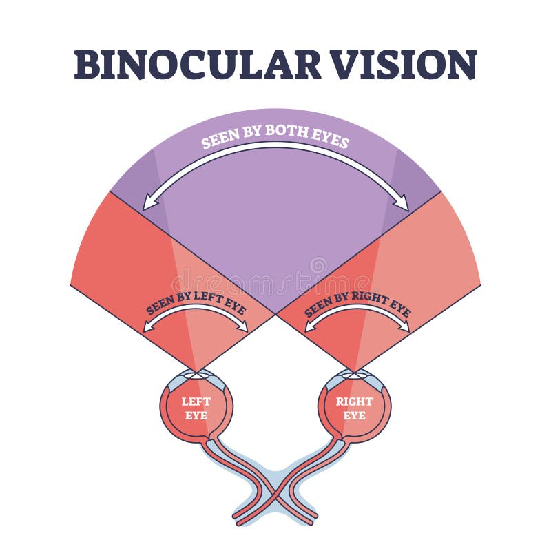 Binocular vision type explanation with right and left eye sight outline diagram. Labeled educational optic principle model with anatomical example how we see objects and image vector illustration. Binocular vision type explanation with right and left eye sight outline diagram. Labeled educational optic principle model with anatomical example how we see objects and image vector illustration.