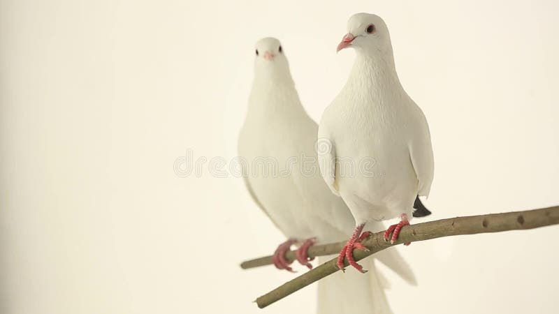 dwóch białych gołębi