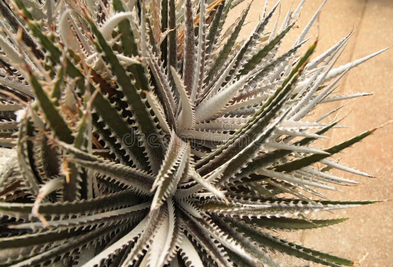 Dyckia or silver black. Bromeliaceae, Dyckia or silver black in the pot royalty free stock photo Dyckia or silver black. Bromeliaceae, Dyckia or silver black in the pot royalty free stock photo