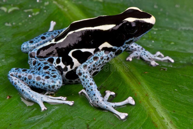 Dyeing dart frog stock photo. Image of frogs, brazil 24124692
