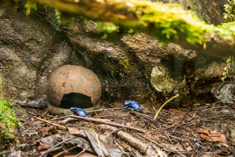 Dyeing Poison Blue Frog in the Garden during Daytime Stock Photo