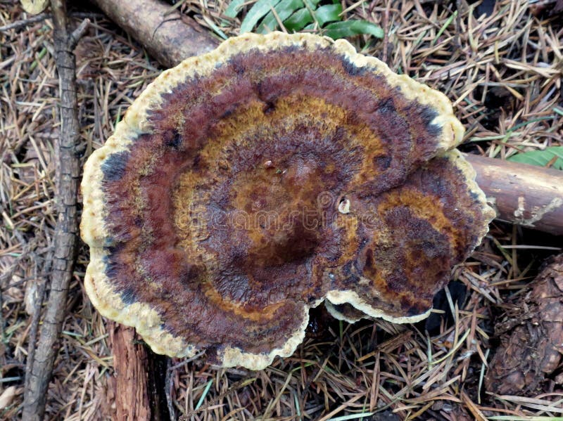 Dyer s Polypore - Phaeolus schweinitzii