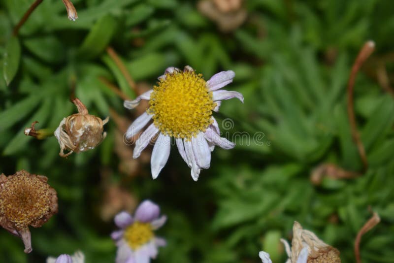 237 Dying Daisy Photos Free Royalty Free Stock Photos From Dreamstime