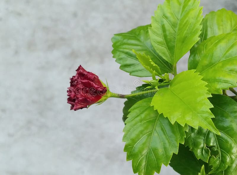 Dying flower garden stock image. Image of nature, dying 243952485