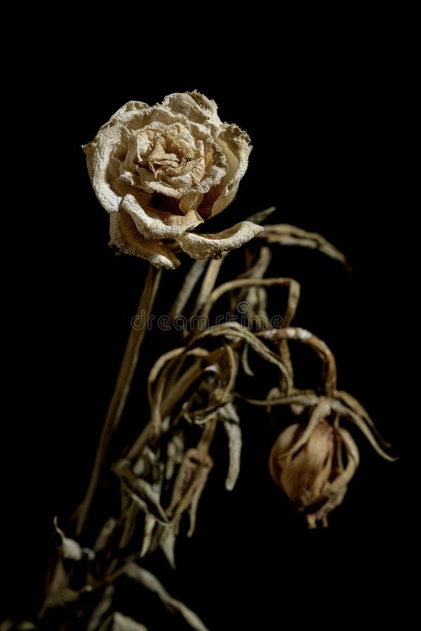 Dying flower stock image. Image of valentine, black 151995465