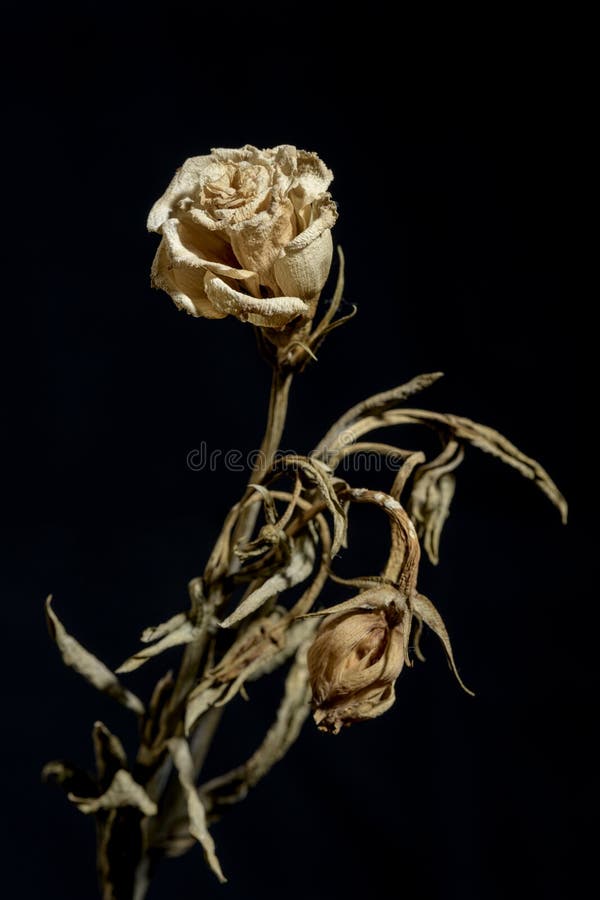 Dying flower stock photo. Image of decoration, bouquet 151995484