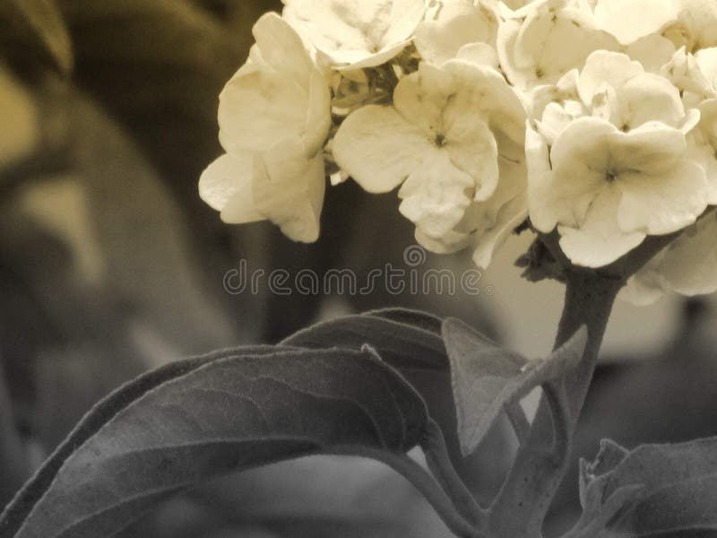 Dying flowers stock image. Image of flowers, plant, dried 12670005