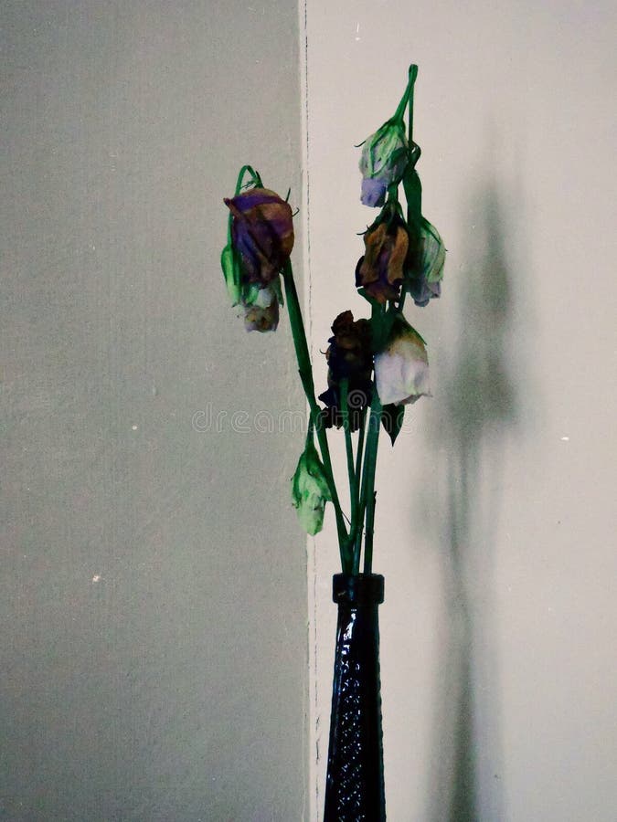 Dying flowers stock image. Image of flowers, plant, dried 12670005