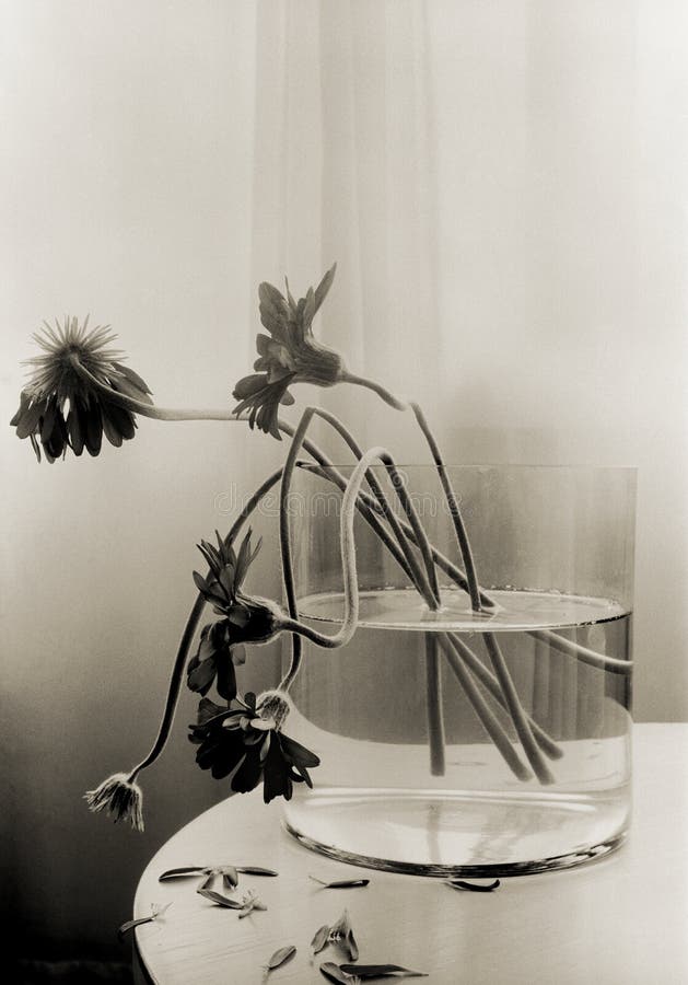 Dying flowers in a vase stock photo. Image of dried, leaves 45084298