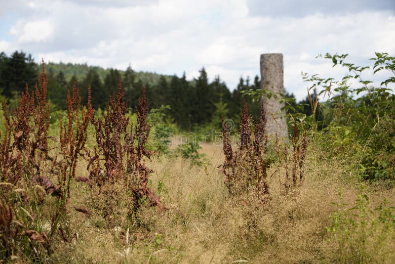 Umírající lesy díky na nesmyslný odstranění v les strom pařez v les 