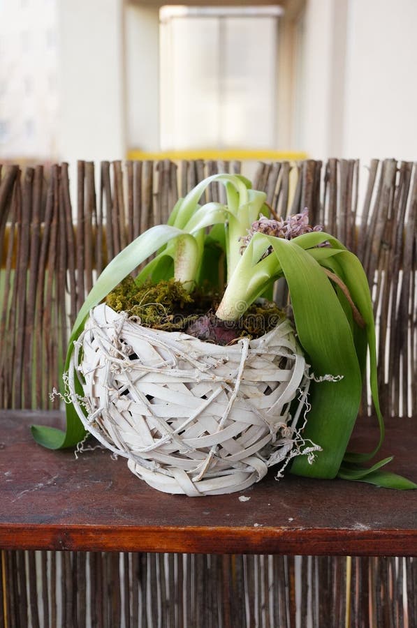 864 Dying Plant Pot Stock Photos Free & RoyaltyFree Stock Photos