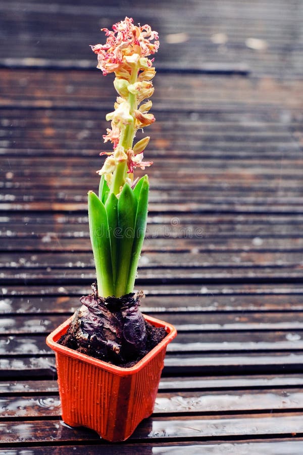 Dying hyacinth in a pot stock photo. Image of plastic 24121798