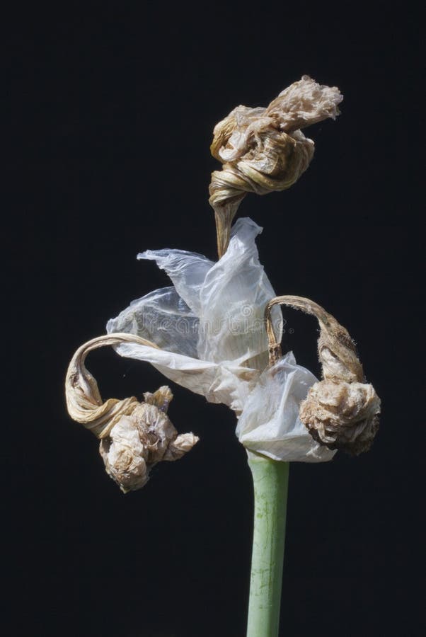 Bearded Iris stock image. Image of gardening, good, cheerful 31967407