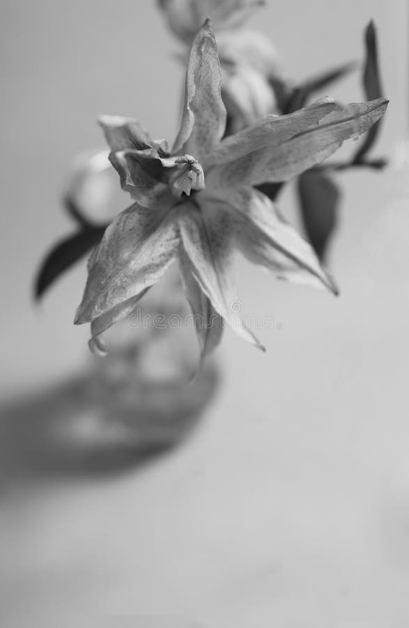 Dying Lily in Black and White Stock Photo Image of dead, cycle 238259848