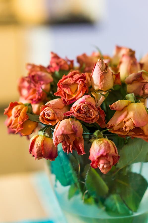 Dying Pink Lilium Lily Blossom Flower Close Studio Shot Isolated on