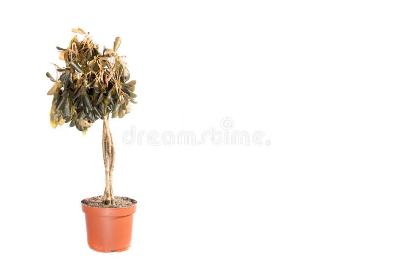 879 Dying Plant Pot Stock Photos Free & RoyaltyFree Stock Photos