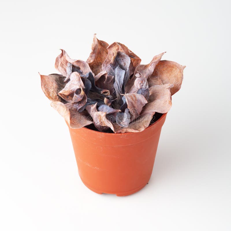 879 Dying Plant Pot Stock Photos Free & RoyaltyFree Stock Photos