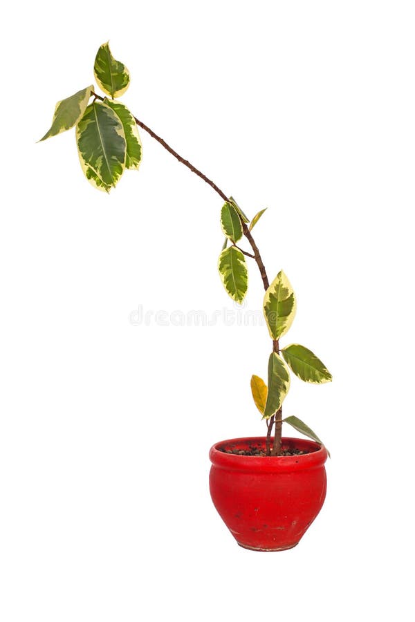 Dying plant in red clay flower pot isolated over white. Dying plant in red clay flower pot isolated over white