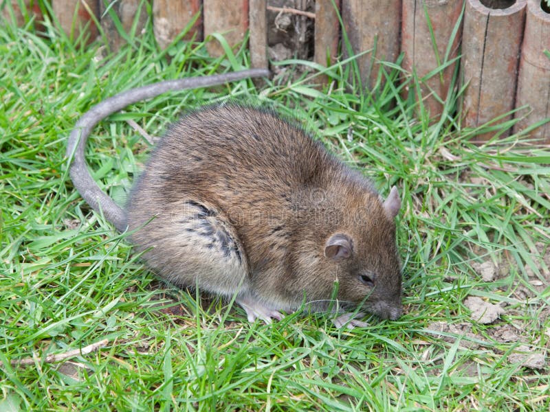 Dying rat stock image. Image of mouse, mousetrap, dead 28234727