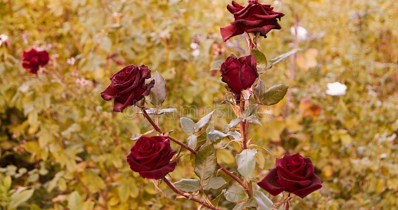 Dying red roses in rosegarden in autumn