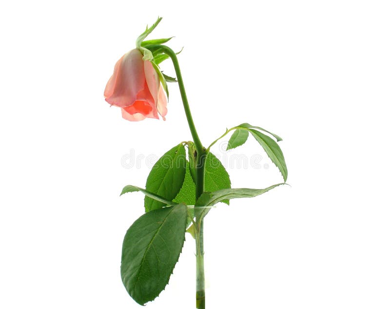 Dying rose stock image. Image of birthday, valentine, romantic 626353