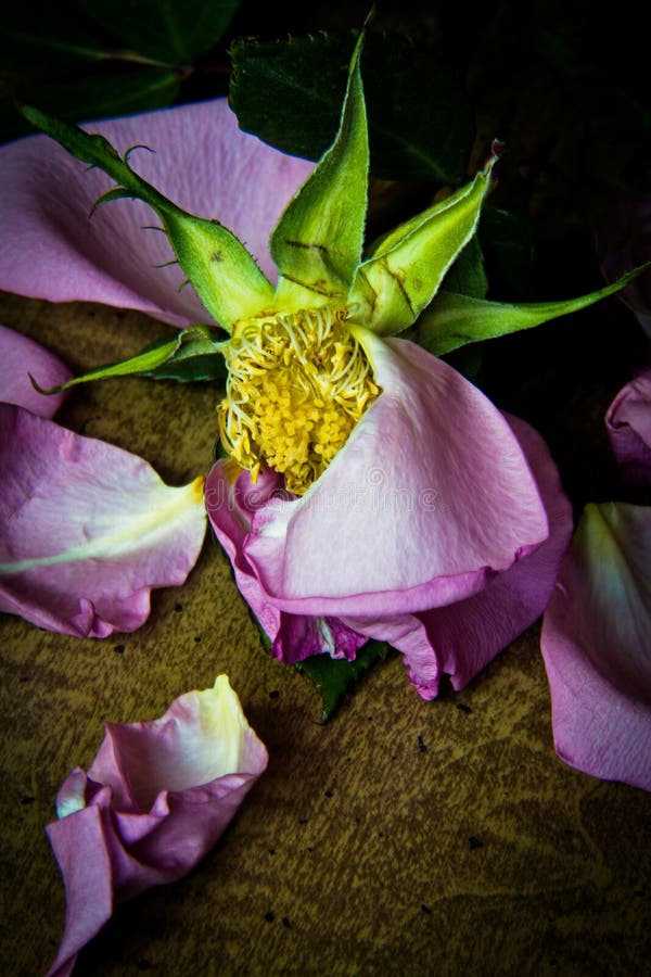 Dying Rose stock photo. Image of leaves, depressed, deteriorating