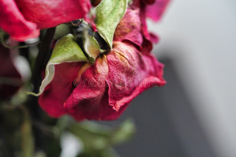 Dying Rose Stock Photos Download 2,842 Royalty Free Photos