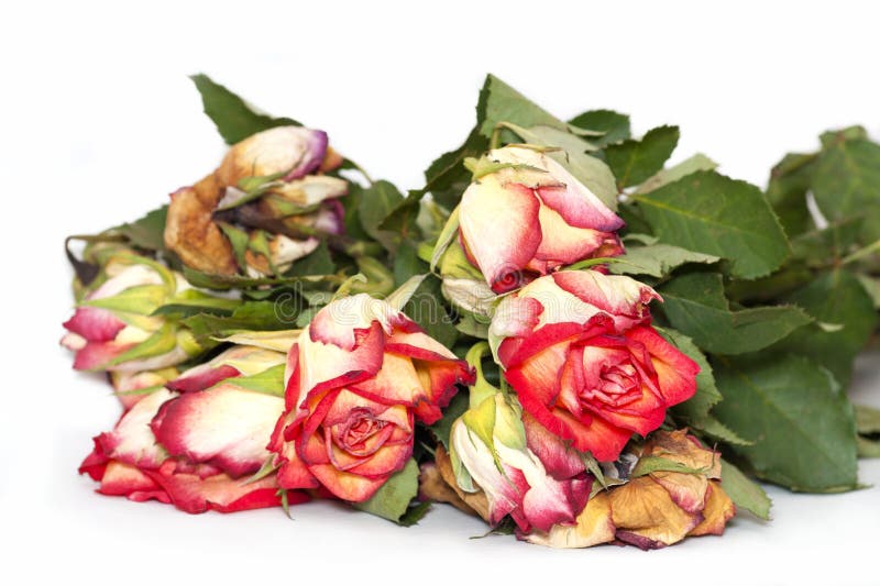 Dying Roses stock photo. Image of dead, rose, romance 37785956