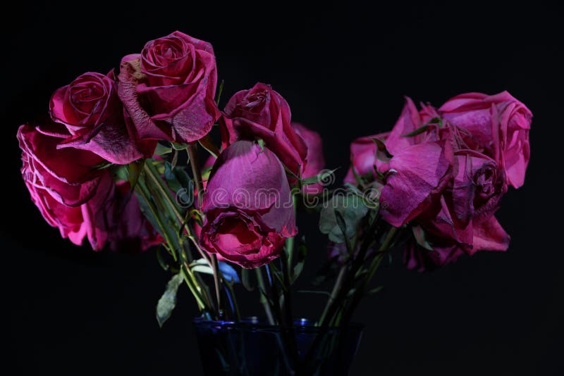 Dying roses stock photo. Image of rose, roses, petal 42405848