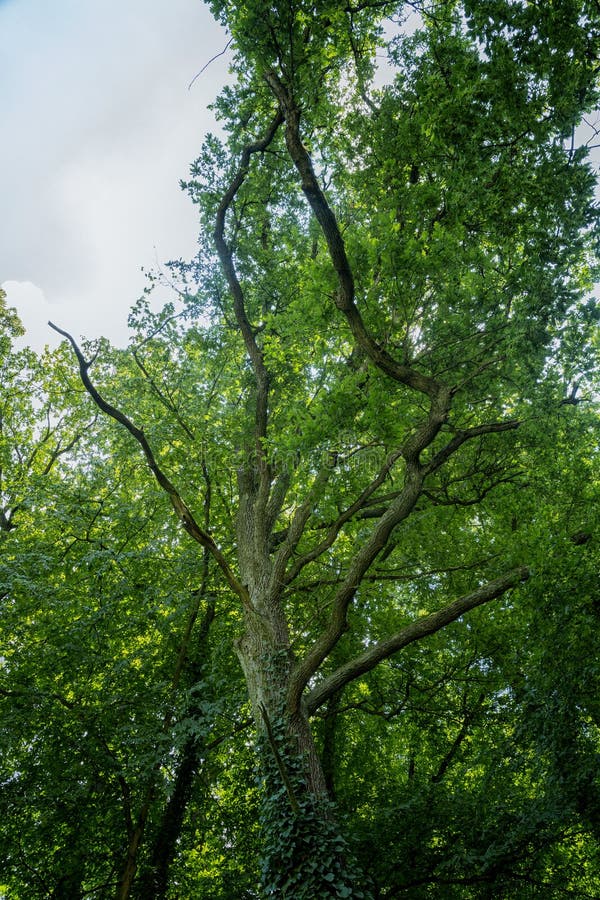 Dying tree in the forrest stock image. Image of industry 119337177