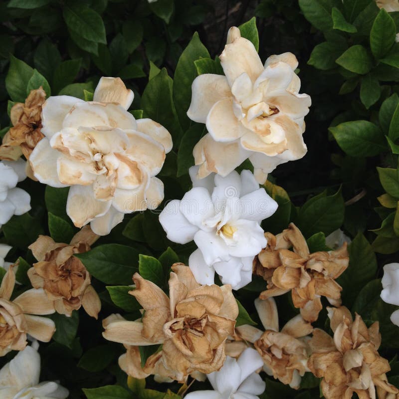 Dying flowers stock image. Image of flowers, plant, dried 12670005