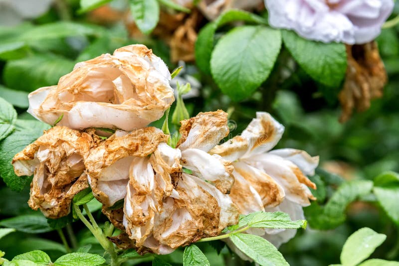 Dying Rose in Tree Stump stock photo. Image of pink, dead 67564406