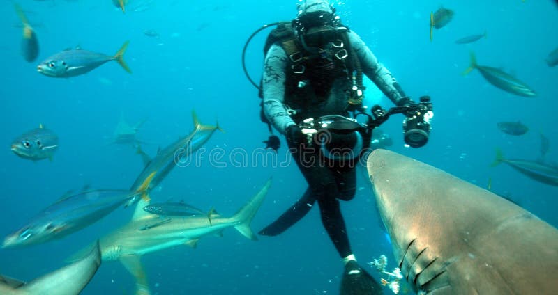 Dykare som fångar hajen