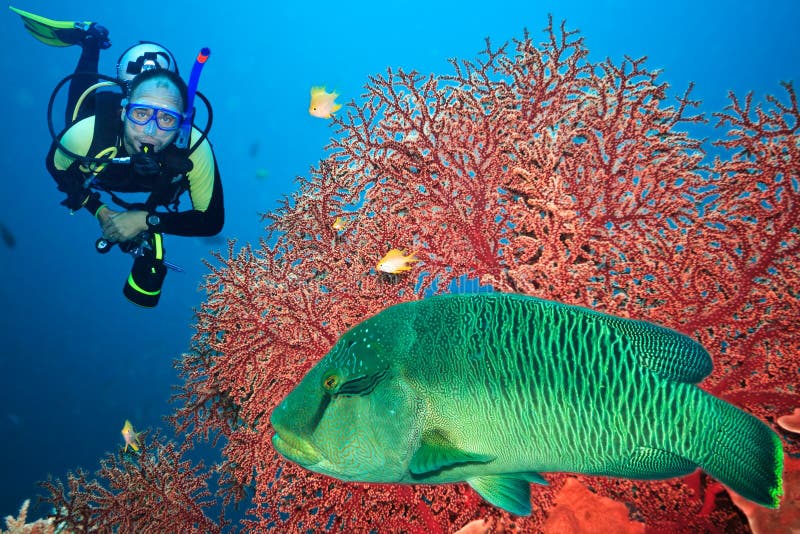 dykarescuba fotografering för bildbyråer dykarescuba fotografering för bildbyråer