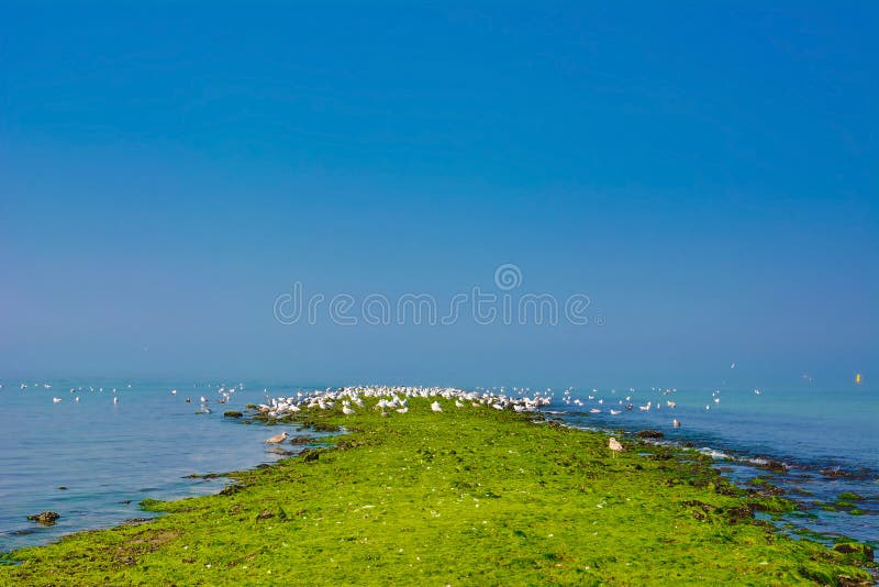 Dyke on sea covered in bright green algae with white hering seagulls gathering on summer day inf ront of blue sky