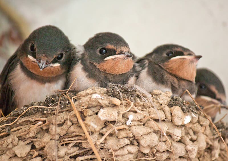 Baby Swallows waits in their nest for their mother returns with their foods. Baby Swallows waits in their nest for their mother returns with their foods.