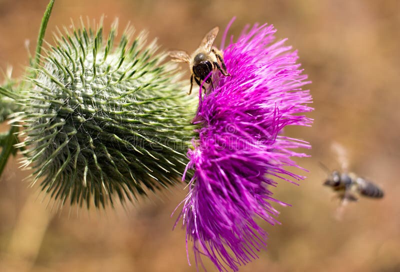 Dynamic photo with bees and a flower.