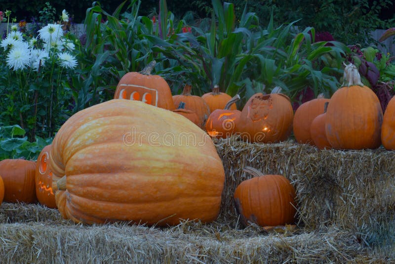 Giant orange pumpkin sits with other squashes at urban pumpkin patch. Giant orange pumpkin sits with other squashes at urban pumpkin patch