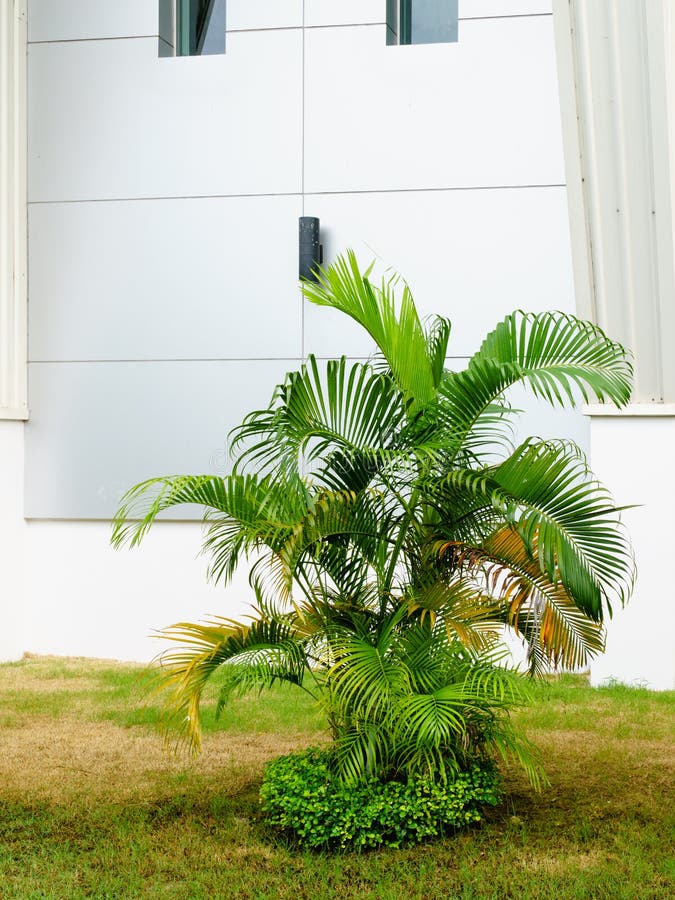 Dypsis lutescens or Areca palm or Golden Cane palm or Golden feather palm or butterfly palm decorated in the tropical garden