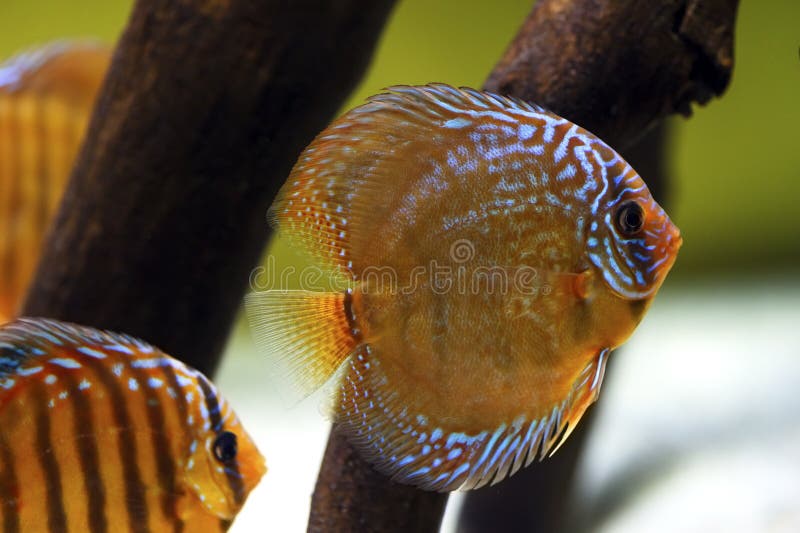Dysk rybi Symphysodon zdjęcia stock Dysk rybi Symphysodon zdjęcia stock