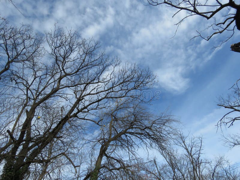 Dyster himmel för höst och avlövade träd royaltyfria bilder Dyster himmel för höst och avlövade träd royaltyfria bilder
