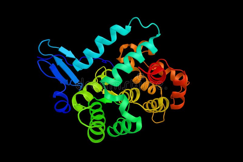 Dystroglycan, a protein which works as a transmembrane linkage b royalty free stock photos