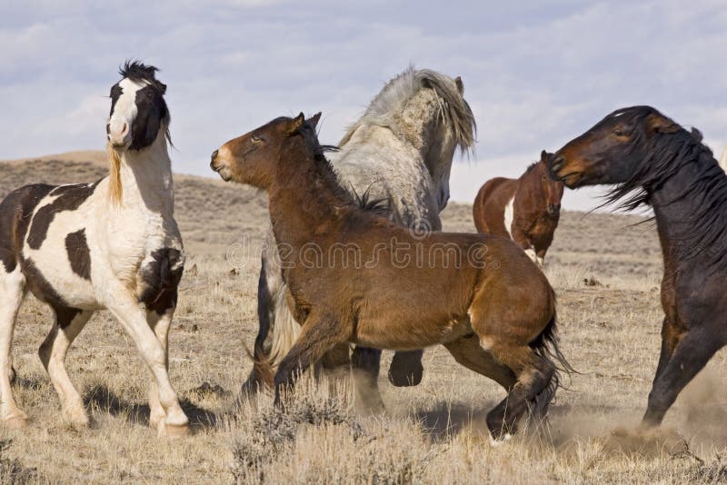 The wild horses in the McCullough Peaks of Wyoming often kick, bite and chase to determine dominance. The wild horses in the McCullough Peaks of Wyoming often kick, bite and chase to determine dominance